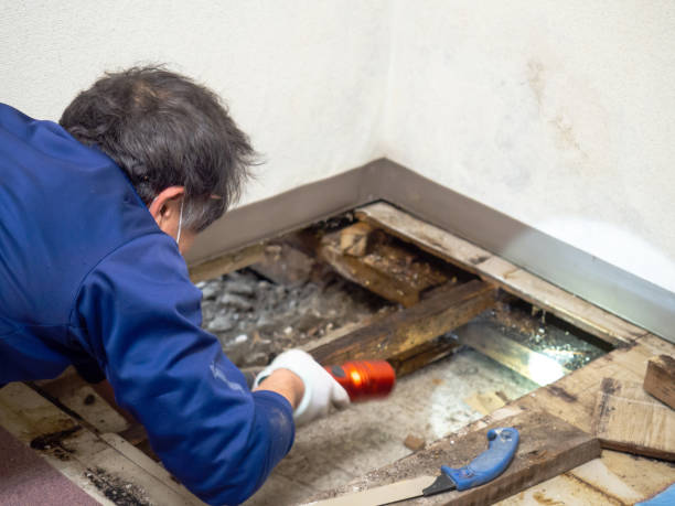 Best Emergency Mold Removal  in Deer Park, TX