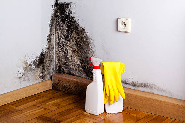 Best Home Mold Removal  in Deer Park, TX