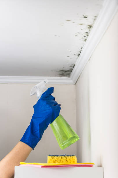 Best Black Mold Removal  in Deer Park, TX